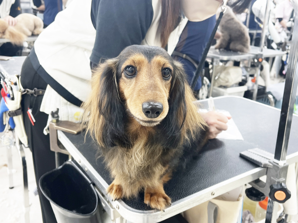 モデル犬を卒業したうるちちゃん♪